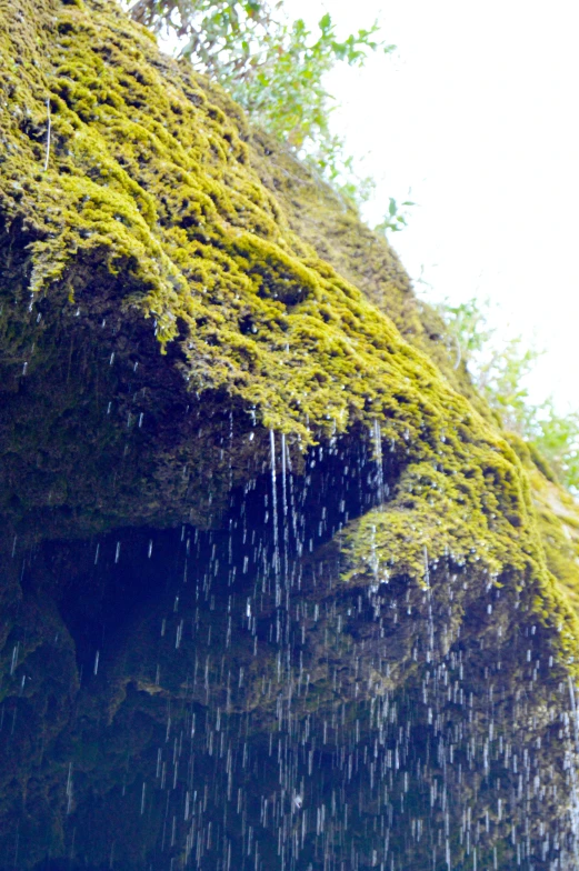 a close up of the top of a mossy rock