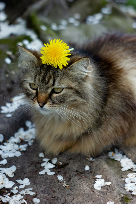 a cat is laying down with a yellow flower in its head