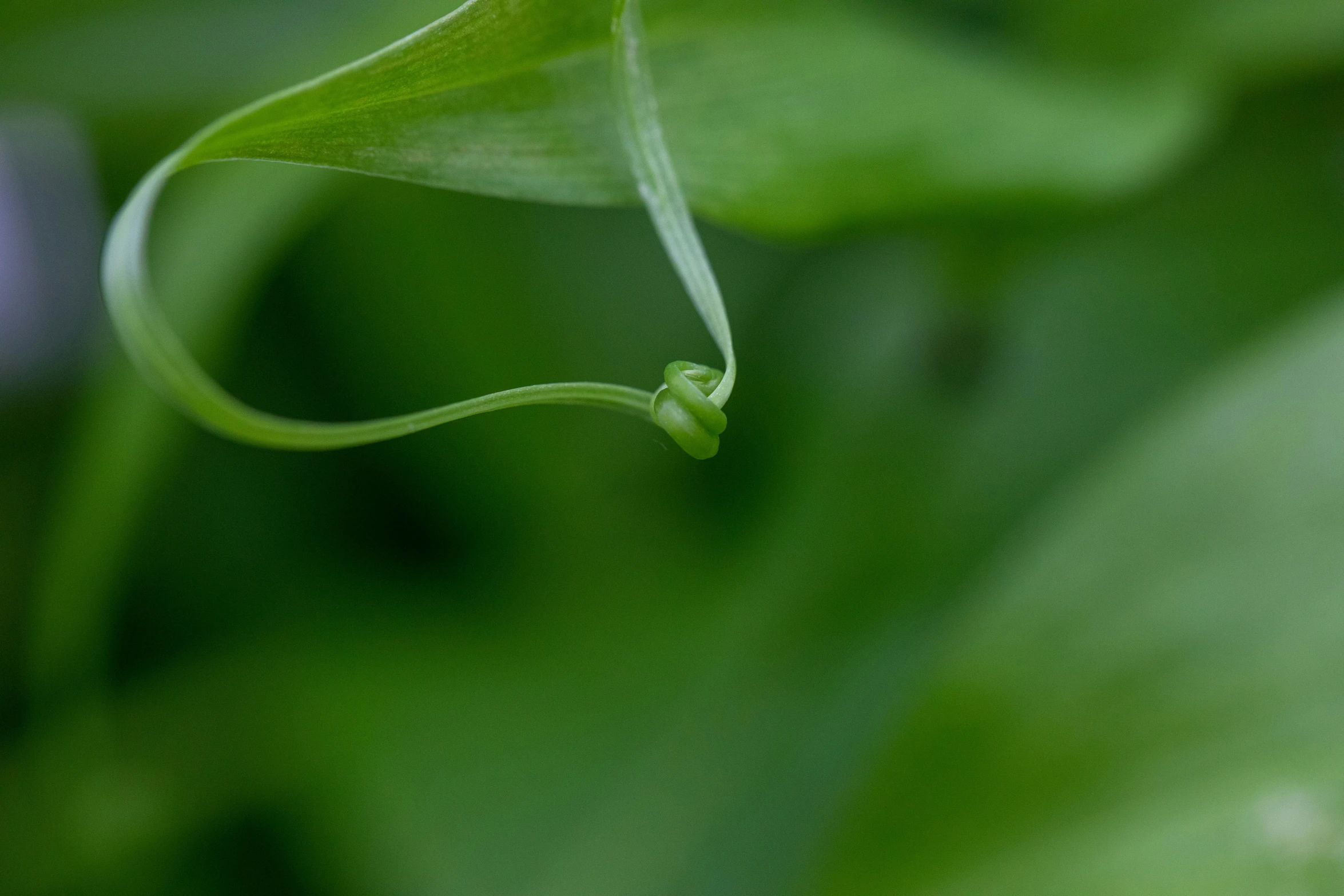 a close up po of some green leaves