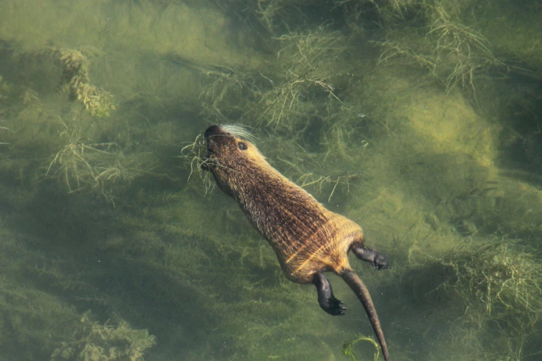 a close - up po of an animal swimming in the water