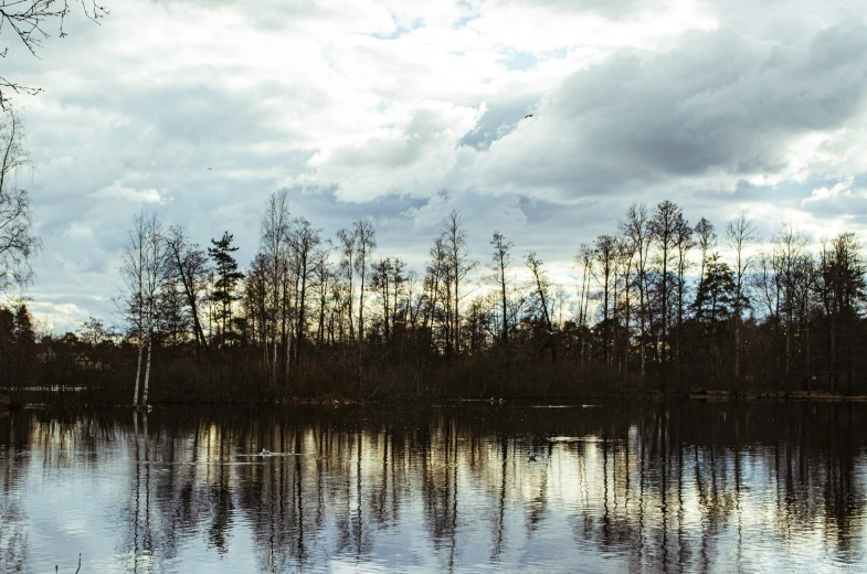 a body of water sitting surrounded by trees