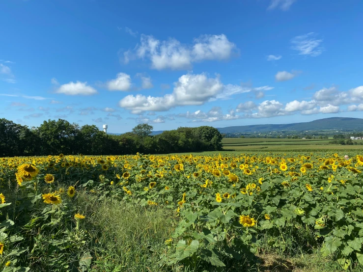 a field with sunflowers and clouds on a sunny day