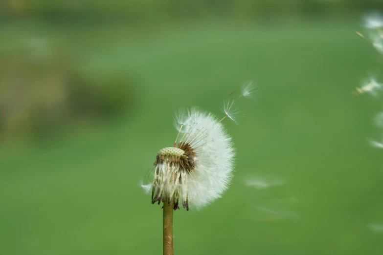 a dandelion is blowing in the wind