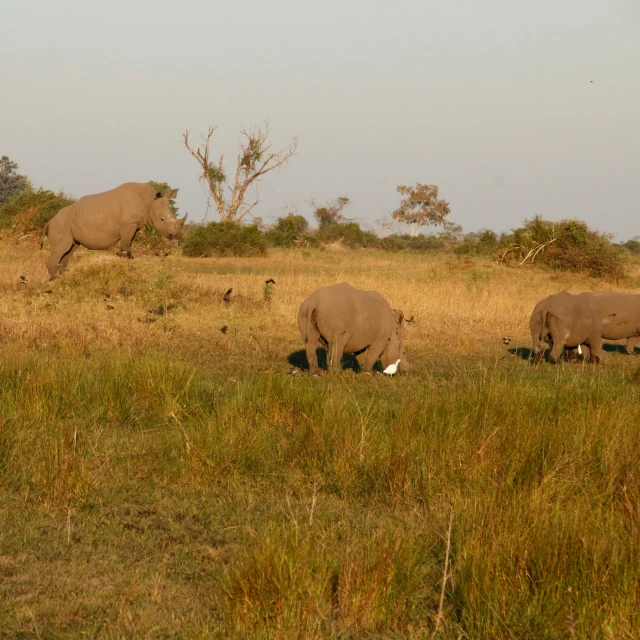 rhinos grazing in the sun with a dead bird on their stomach