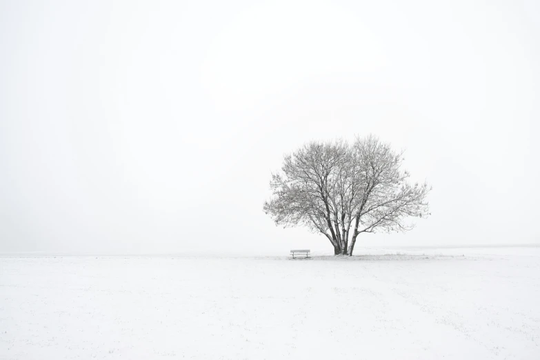 tree in the snow on a snow - covered plain