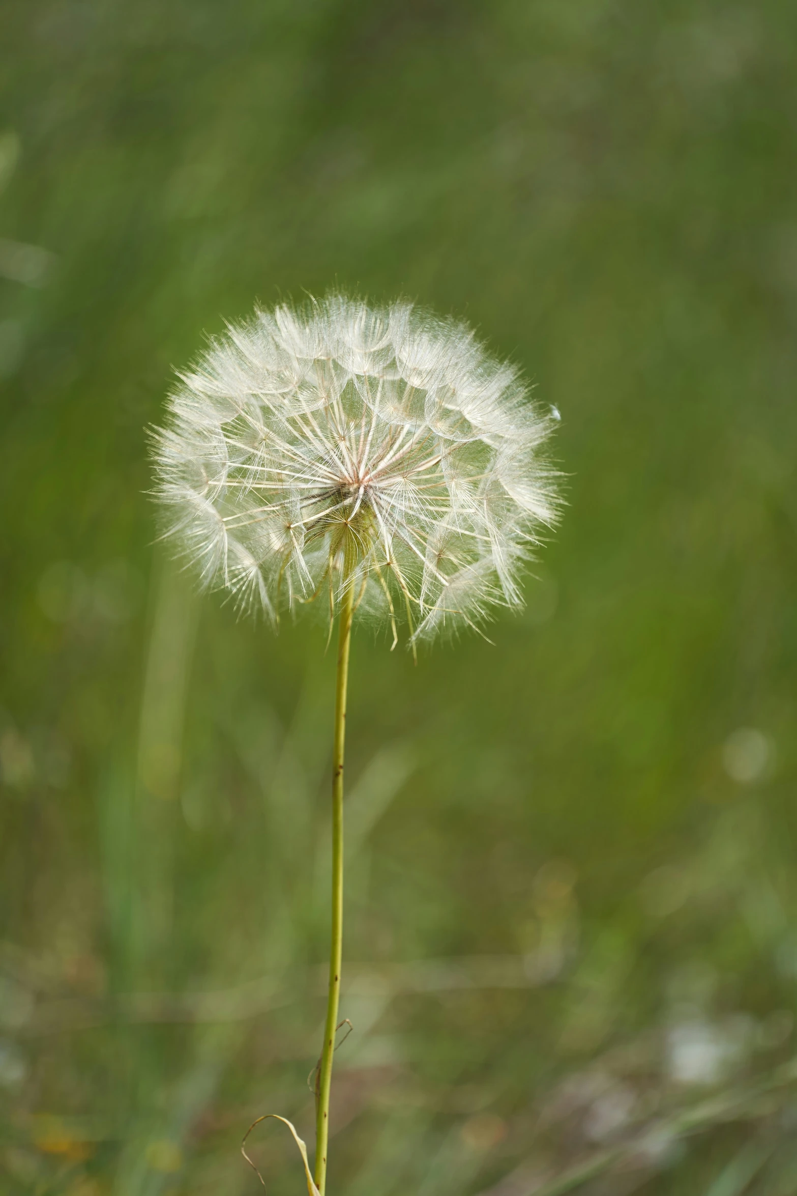 a dandelion plant with long stem blown up in the wind