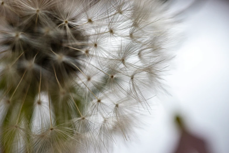 a dandelion with lots of buds inside the center