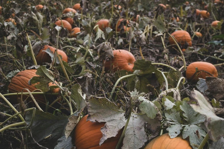 a bunch of pumpkins on a field with leaves