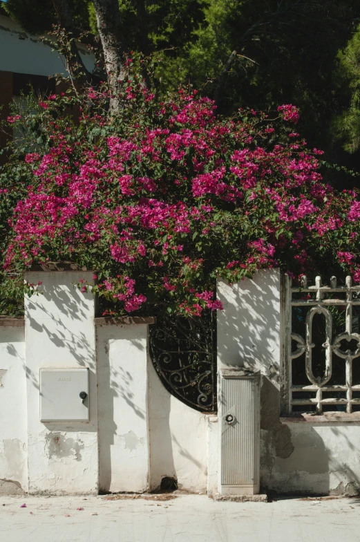 a house with a fence and flowers growing over it