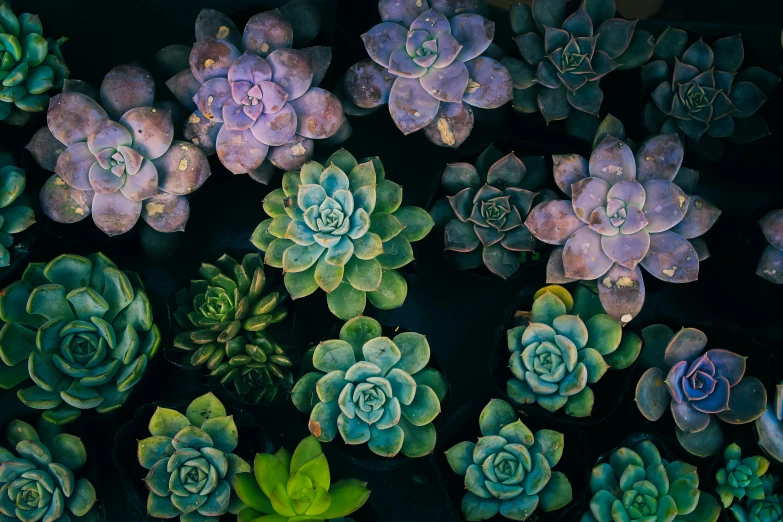 green and purple flowers are blooming in the dark