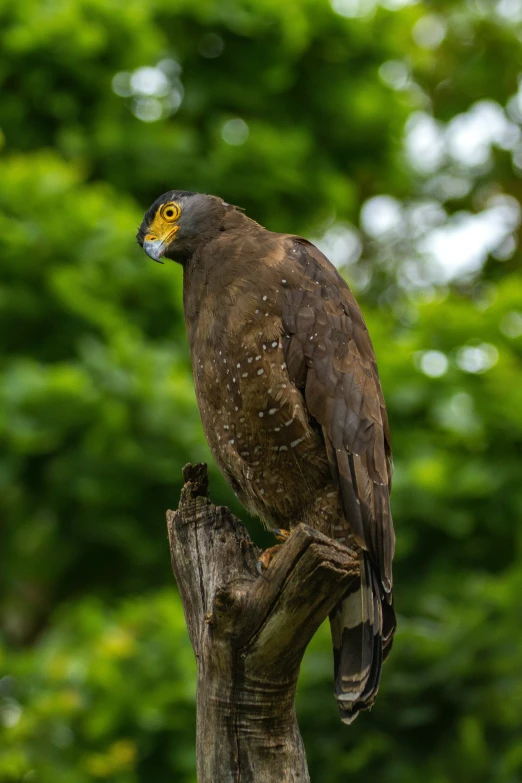 a bird perched on a tree nch with trees in the background