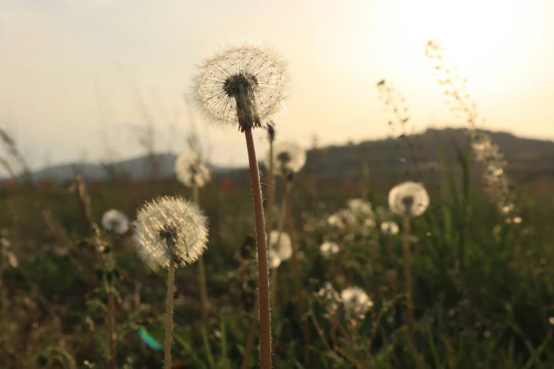 dandelion flowers in the meadow with grass on the ground