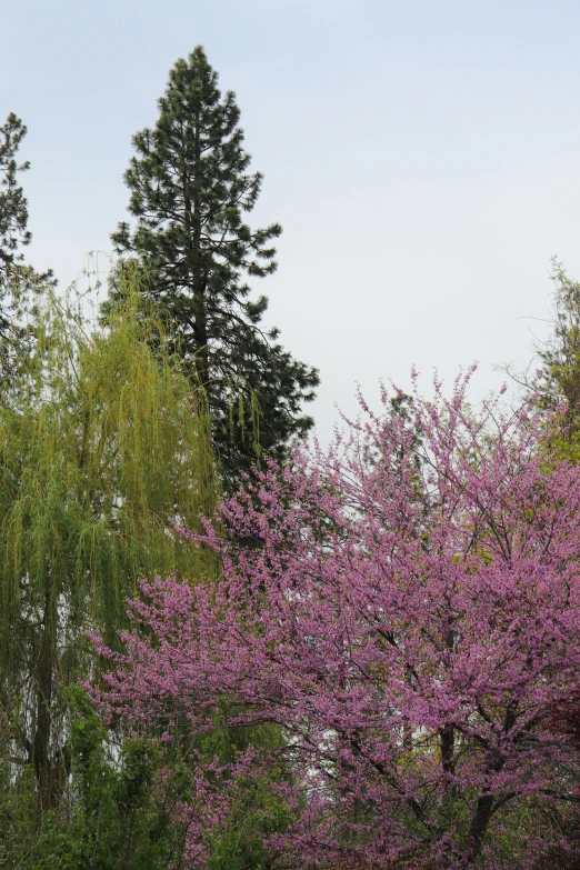 trees in bloom next to each other near a body of water