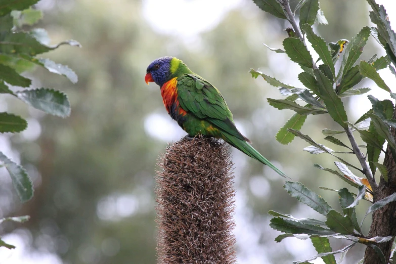 a rainbow colored bird sits on top of an object in the woods