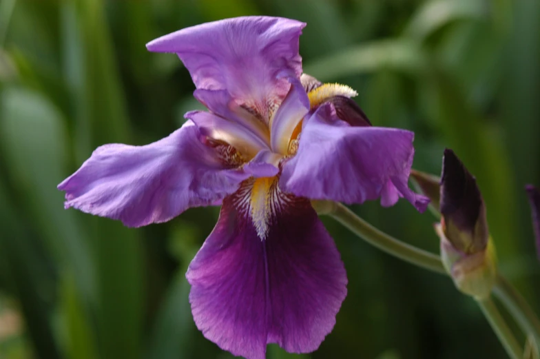 purple flowers growing in the center of green foliage