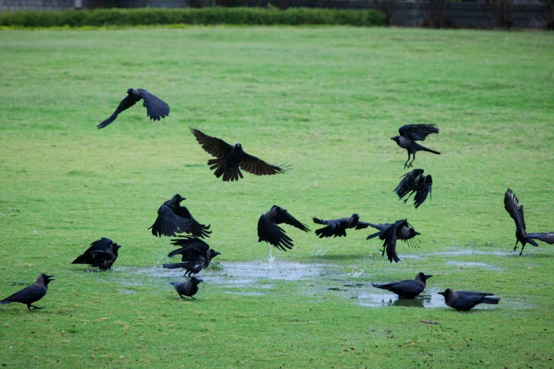 large number of birds flying around and near a grassy area