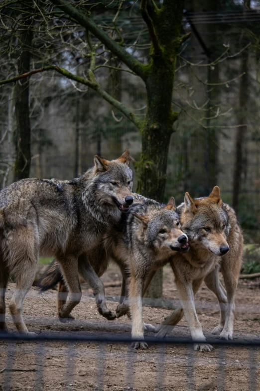 a number of gray wolfs walking in the woods