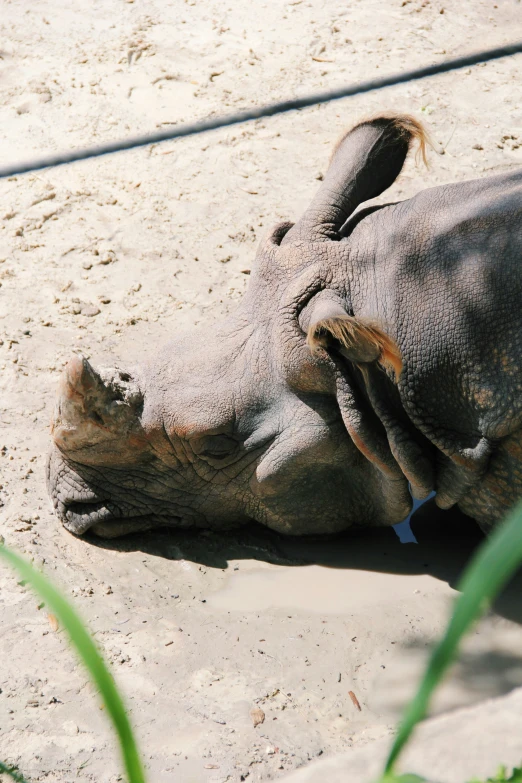 an elephant lays on its back on the ground