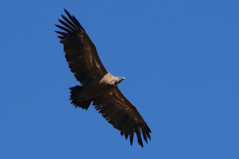 an eagle soaring through the sky, with its wings spread