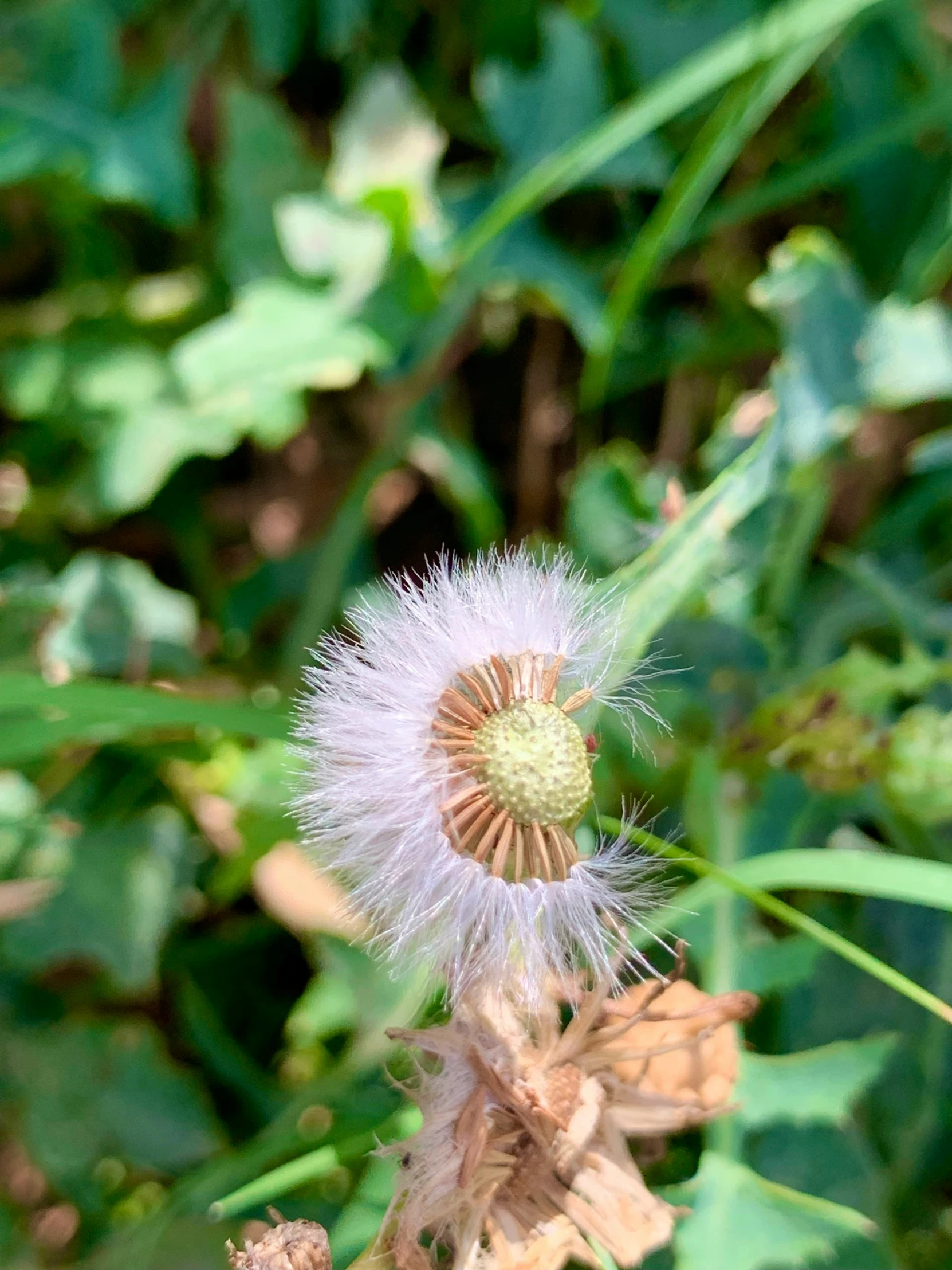 the dandelion in the field is wilted by the wind