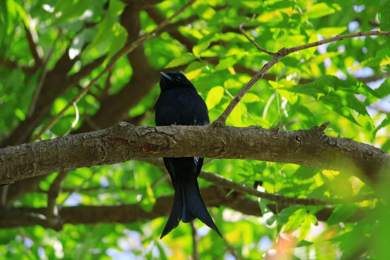 a small bird is perched in the tree