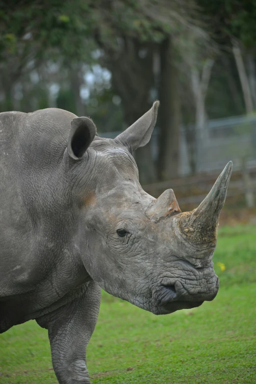 an adorable gray rhino looks away from the camera