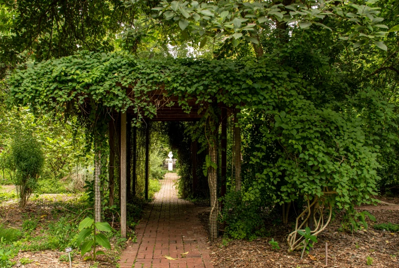 an arch covered in vines with bricks in front