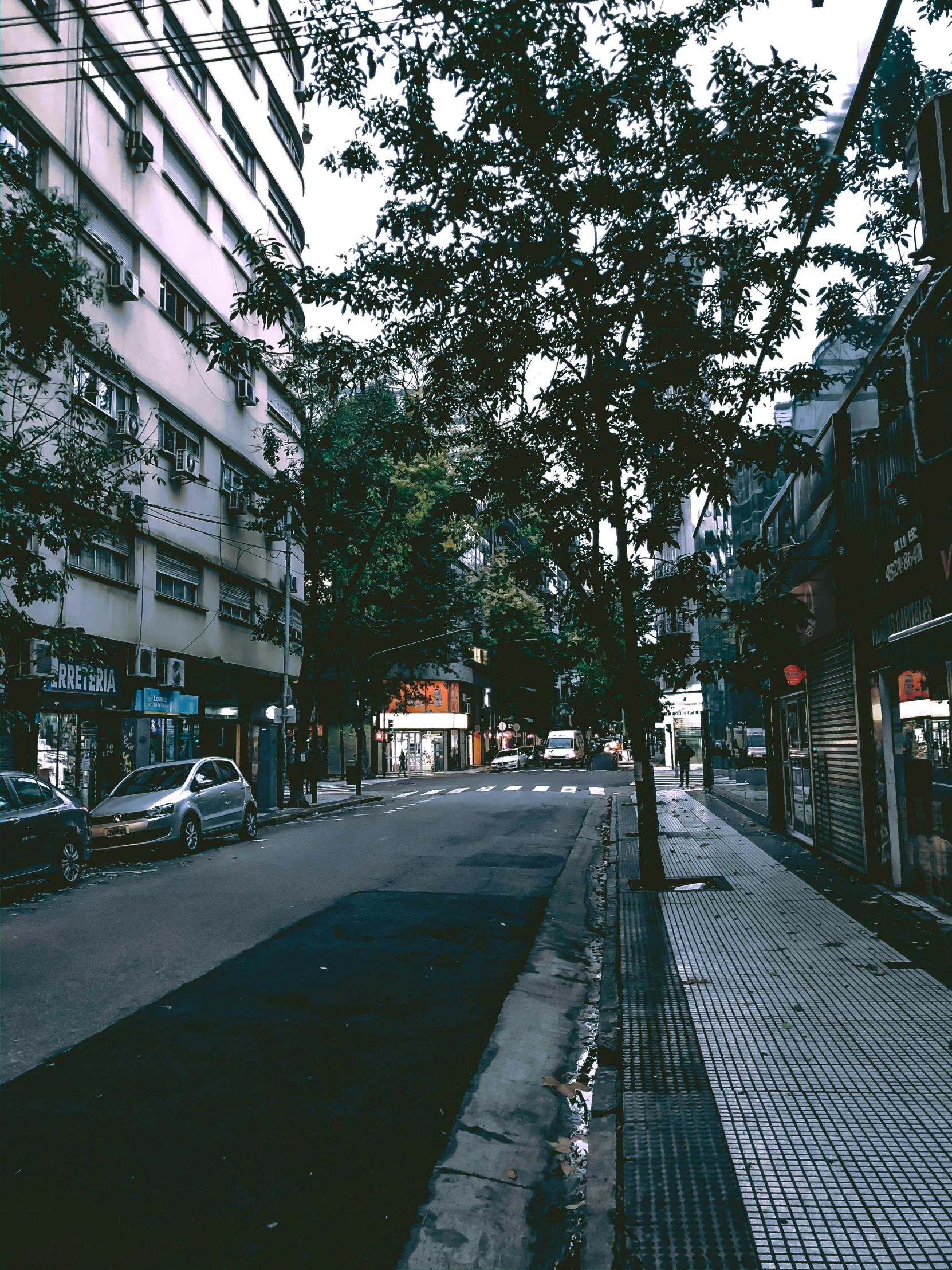 a tree in an urban area next to a road