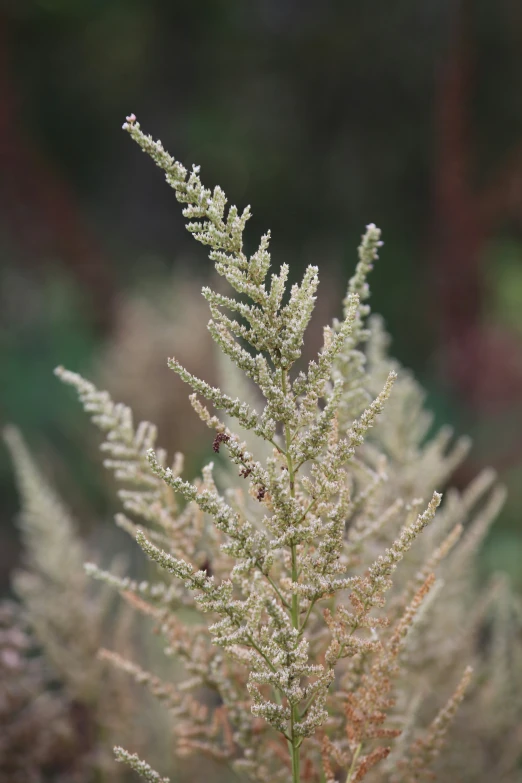 a very pretty looking plant with very small drops of water