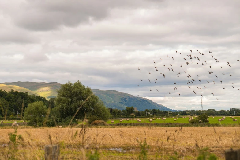 a flock of birds fly through a large open grassy field