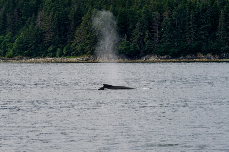 a dog swims in the water with a whale near its back