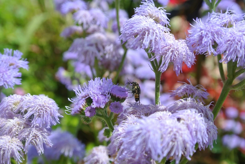 flowers growing in front of an orange and blue building