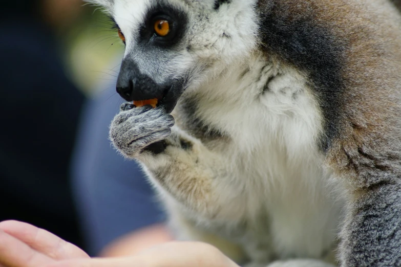 an image of a close up of a lemur