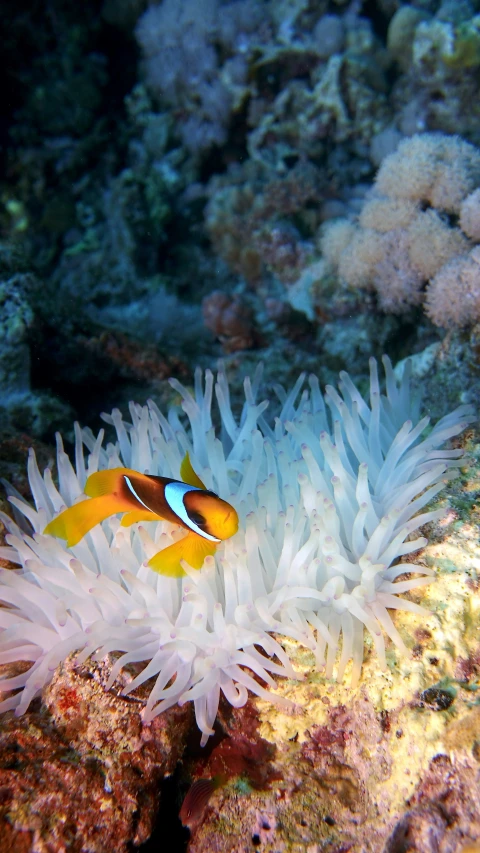 an clown fish swimming next to some sea anemone