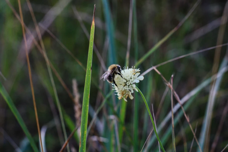 a white flower with a bee on it