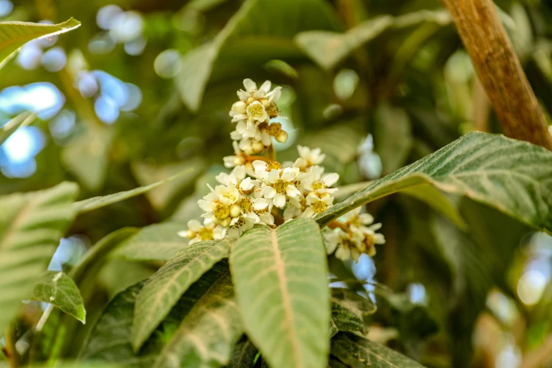 flower clusters are on the tree outside