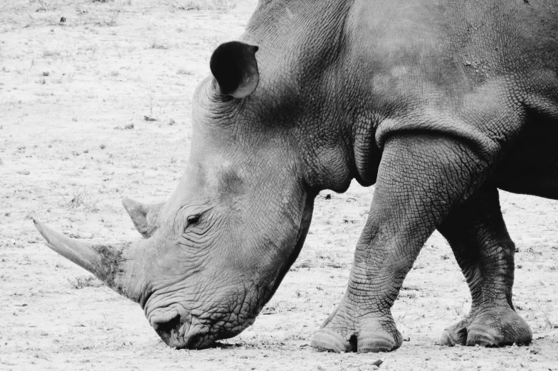 a black and white po of a rhinoceros