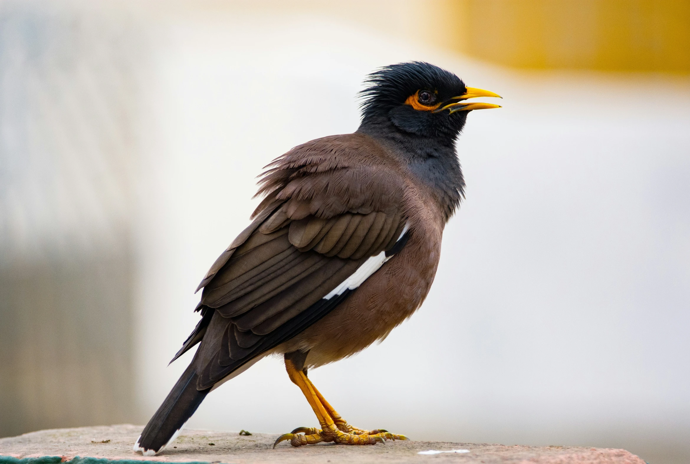 a close up of a bird with long legs