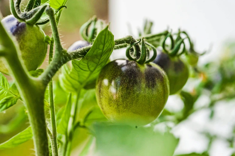 two green tomatoes on the stem with leaves