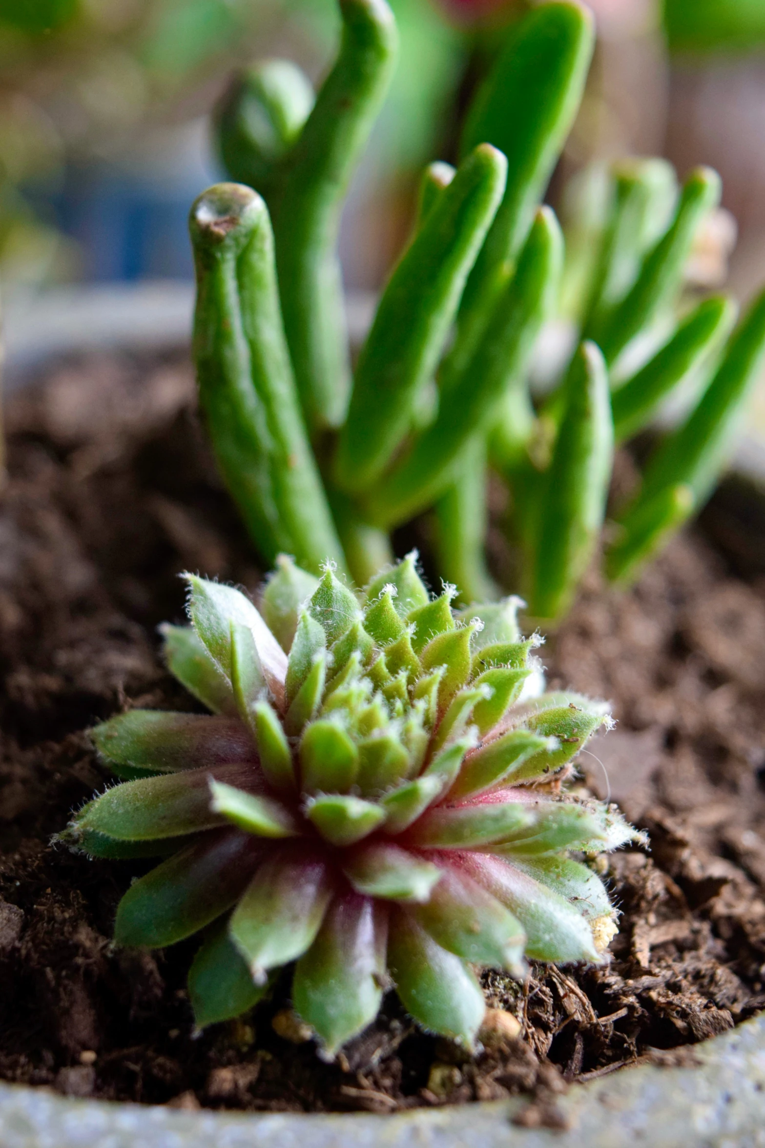 small succulent plant with green leaves sitting in dirt