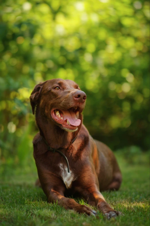 a brown dog is laying in the grass with its mouth open