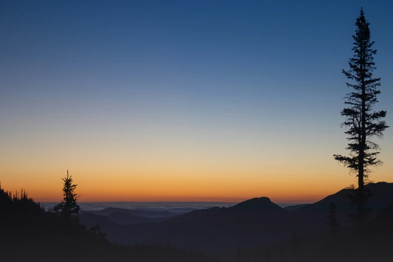 a lone tree stands in the evening light