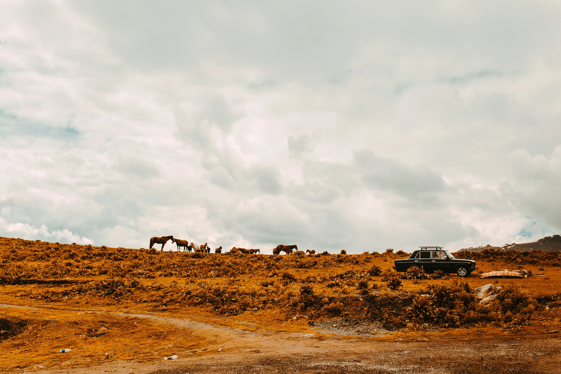 four horses are on the dirt in front of cars