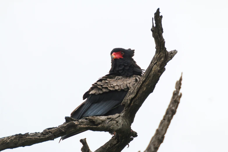 a large bird with red head perched on top of a tree nch