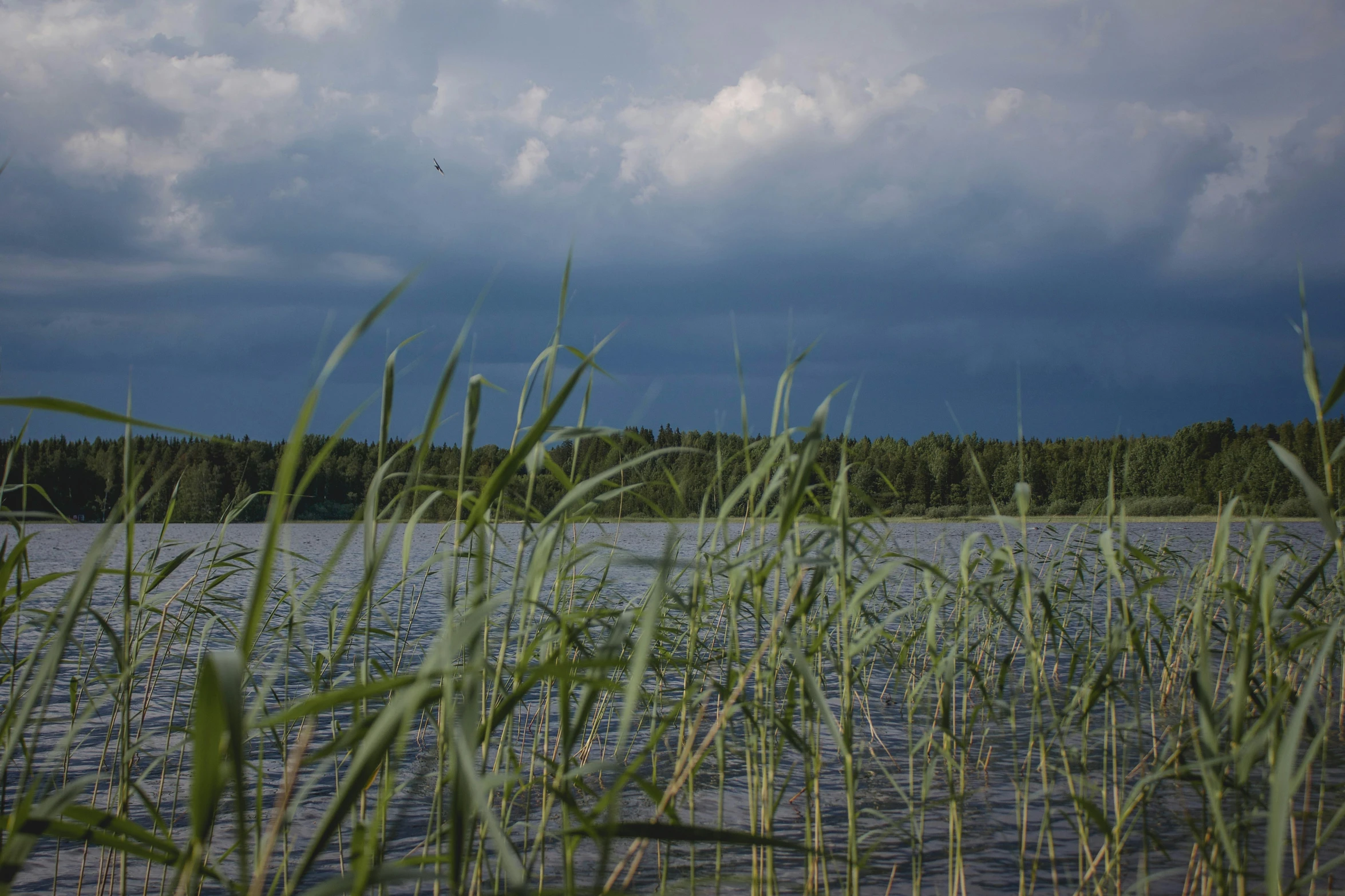 tall grass and a body of water near forest