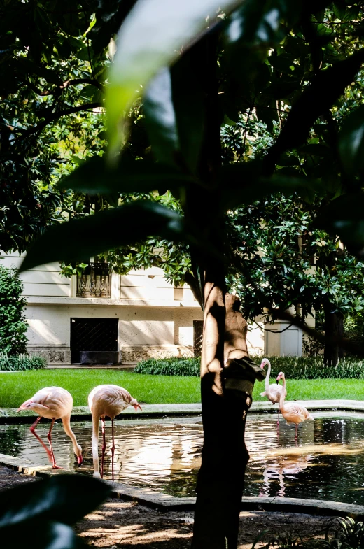 the flamingos are at their watering hole on the side walk