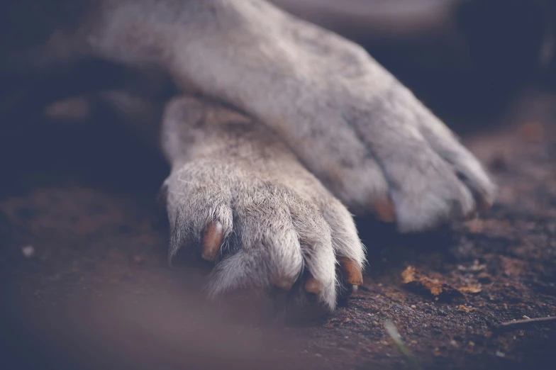 there is a dog paw with snow on it