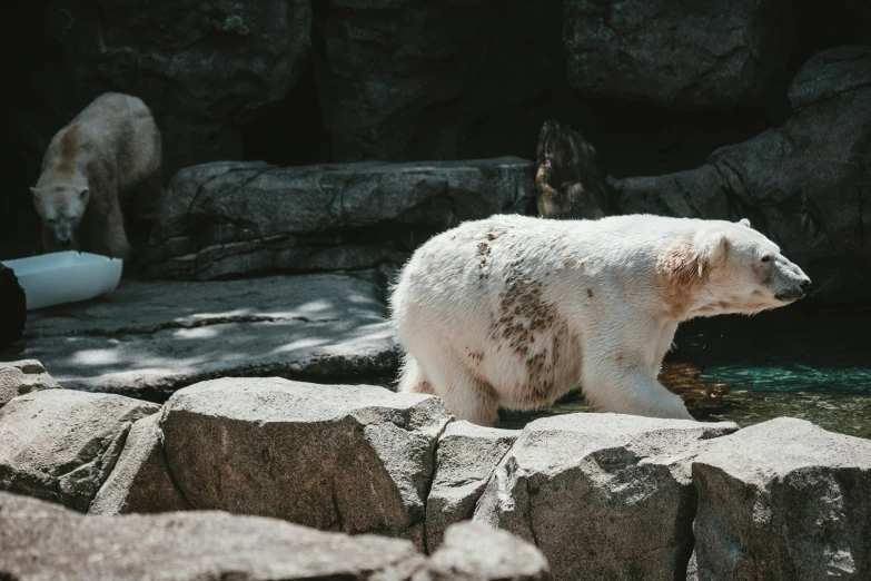 a polar bear standing on some rocks with another one in the background