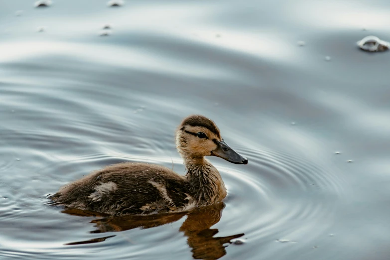 a small duck swimming in a lake with very water