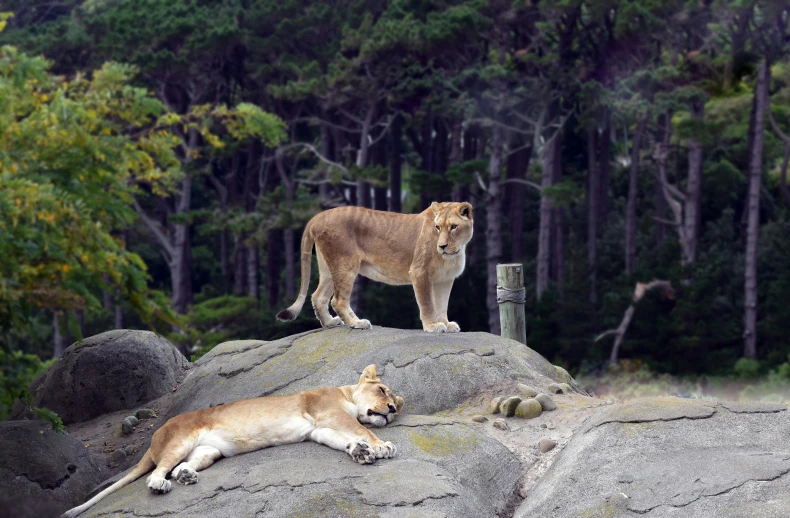 two lions sitting on top of large rocks with forest in background